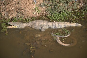 un caiman hors de l'eau de la foret classée de BANREWEOGO OUAGADOUGOU