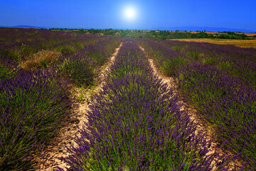 Plakat Lavendel bei Valensole, Provence