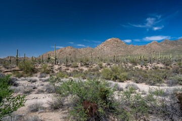 A long slender Saguaro Cactus in Saguaro National Park, Arizona