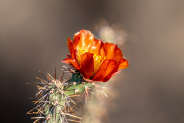 A flowering plants in Saguaro National Park, Arizona