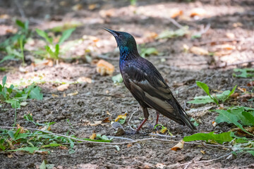 The common starling or European starling, Sturnus vulgaris, on a sprng lawn.