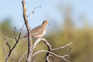 Brown Backed Woodpecker in Saguaro National Park, Arizona