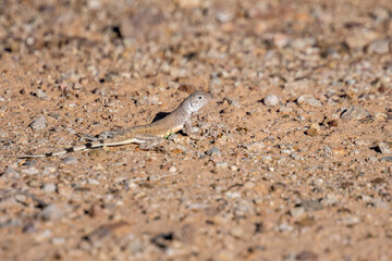 A Zebra Tailed Lizard in Saguaro National Park, Arizona