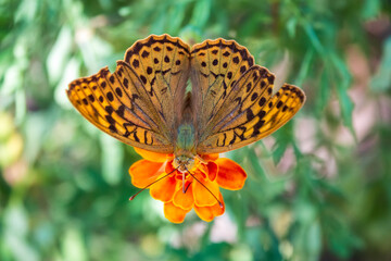 Obraz premium The dark green fritillary butterfly collects nectar on flower. Speyeria aglaja is a species of butterfly in the family Nymphalidae.