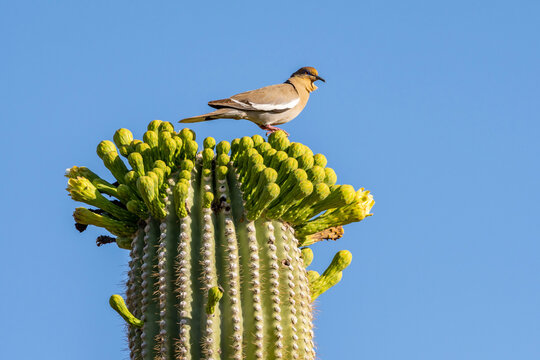 Brown Backed Woodpecker in Saguaro National Park, Arizona
