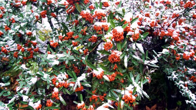 Egyptian thorn, Christ's thorn (Pyracantha coccinea) prickly evergreen shrubs with orange fruits (carotenoids colour) in snow. Ornamental plant. An unusual winter in a subtropical forest