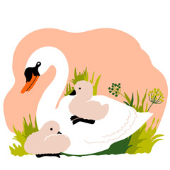 Lovely white swan and brood of cygnet sitting on the grass. Wild birds. Vector illustration. Childish print