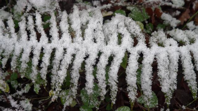 Early snow. Autumn thickets of ferns are covered with snow unexpected for the south, subtropical forest