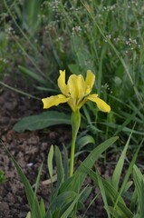Blooming Iris bloudowii in the garden