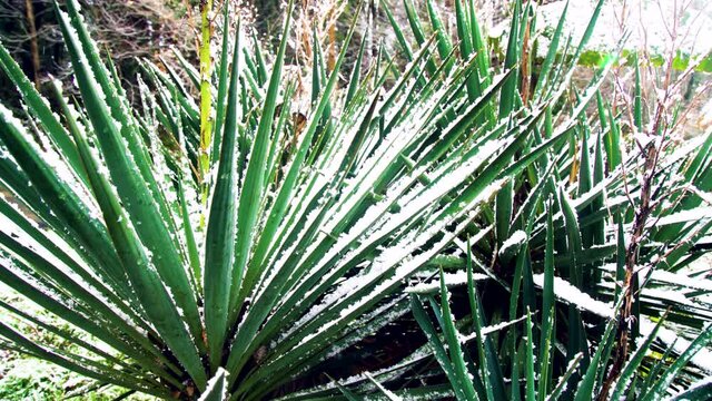 Asparagales - Agave tequilana at winter time. The leaves of the southern plant are covered with unexpected snow. Subtropics