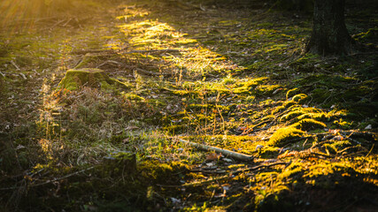 forest floor sunlight sunbeams moss golden