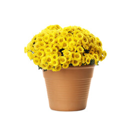 Beautiful yellow chrysanthemum flowers in pot on white background