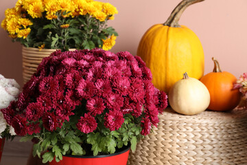 Fototapeta na wymiar Beautiful potted fresh chrysanthemum flowers and pumpkins near pale pink wall