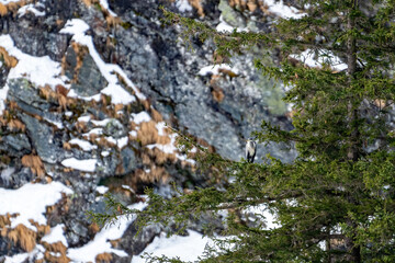 a grey heron perched on a spruce in the mountains at a moutain lake in winter