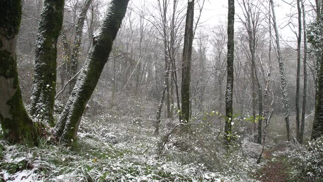 The subtropical forest is covered with snow. Hornbeams is covered with green ivy. Weather cataclysm, climate fluctuation