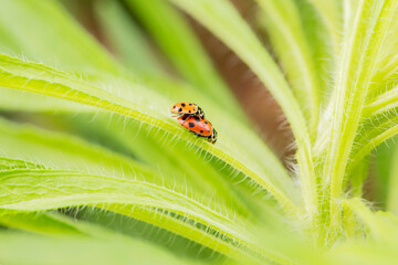Ladybugs mate with wild plants in the field