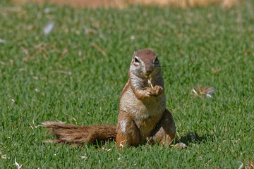 Afrikanisches Borstenhörnchen