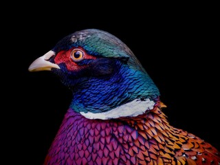 close up of a pheasant