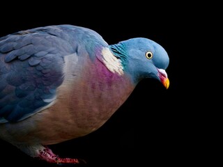 close up of a pigeon