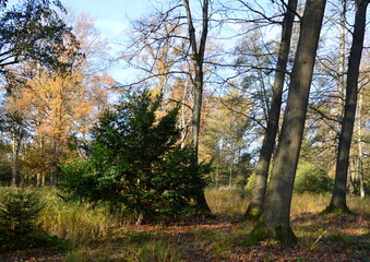 Herbst Landschaft im Park Breidings Garten, Soltau, Niedersachsen