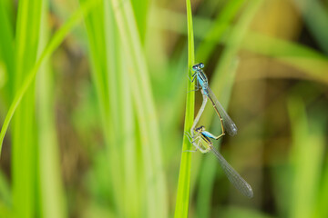 Douniang lives on wild plants in the field, and douniang is mating