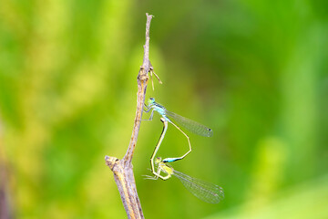Douniang lives on wild plants in the field, and douniang is mating