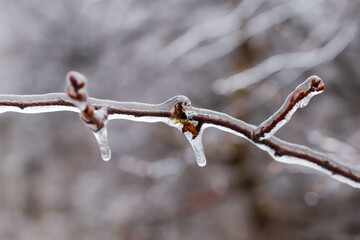 Ice-covered tree branch on a blurred background, close-up
