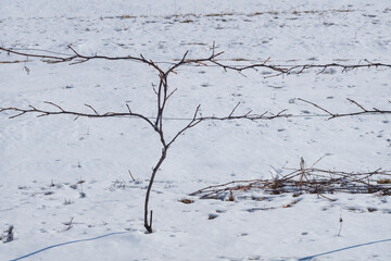 A snow covered field of grapevines in the Finger Lakes Region of New York State lies dormant during a cold winter's day.