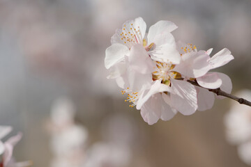 In spring, against a blue sky. A view of the city park in full bloom