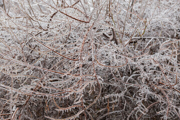 Background of the ice-covered tree branches after freezing rain