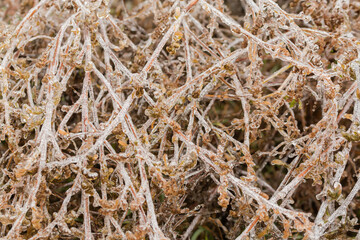 Ice-covered stems of the dry high grass, background