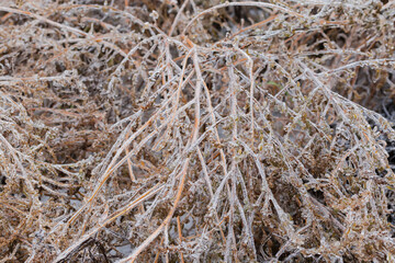 Ice-covered stems of the dry high grass, background