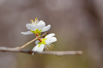 Obraz premium In spring, against a blue sky. A view of the city park in full bloom