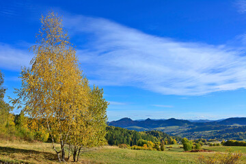 Colorful trees on a slope with dry grass under blue sky with white clouds. Autumn mountains landscape.