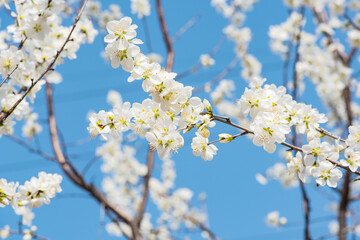 Obraz premium In spring, against a blue sky. A view of the city park in full bloom