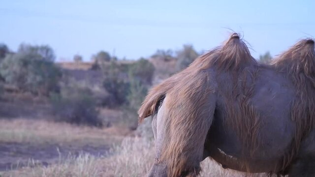 Bactrian Camel Walking Off. High quality video footage