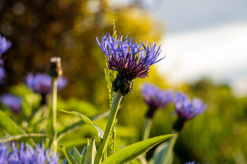 bluebottles in the garden