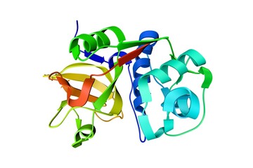 Crystal structure of human cathepsin S inhibitor complexes. Ribbons diagram based on protein data bank entry 1nqc. Rainbow coloring from N to C. 3d illustration