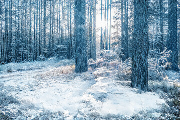 Fototapety na wymiar - Fototapeta24.pl