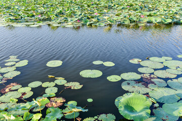 In summer, the lotus pond in the city park and the scenery of the city skyline