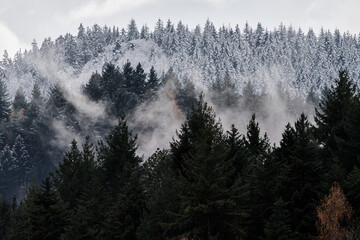 Foggy winter day with snow on coniferous trees in the Black Forest, Germany.