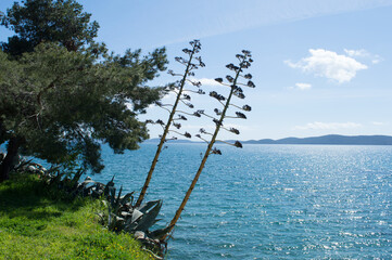Agave plants, Agave americana, near the end of its life when the plant is blooming with tall branched stalk with flowers, on the edge of coastline, by the blue Adriatic sea, in Zadar, Croatia