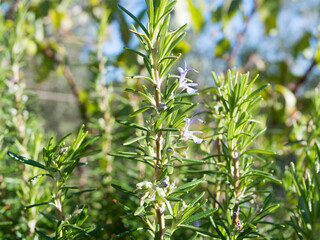 Detail of fresh rosemary plant in nature, Salvia rosmarinus, with needle-like leaves and flowers, aromatic culinary herb specific to Mediterranean, from Croatia