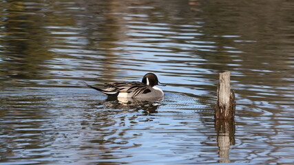 水面を泳ぐオナガガモの写真