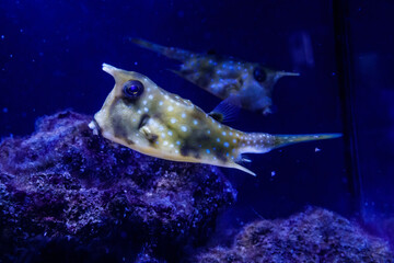 Obraz premium macro Lactoria cornuta Linnaeus fish
