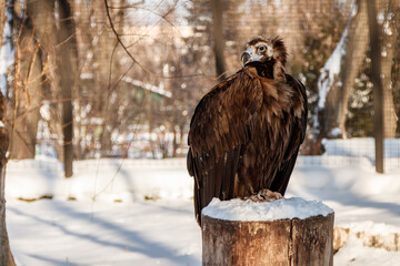 beautiful vultures sit on a stump in the snow