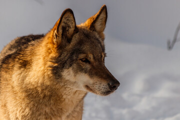 beautiful wolf on a snowy road