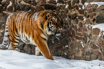 Obraz premium beautiful panthera tigris on a snowy road