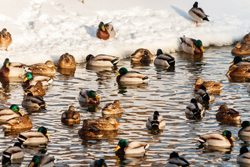 winter lake with ducks by swans on snow