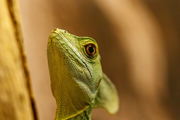 beautiful green lizard on a branch